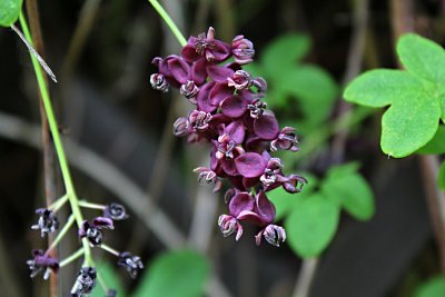 Akebia quinata - akebie pětičetná - květenství a list (2)